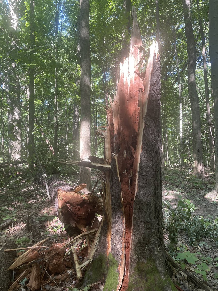 N. Chagrin Res tree loss 💔🌳