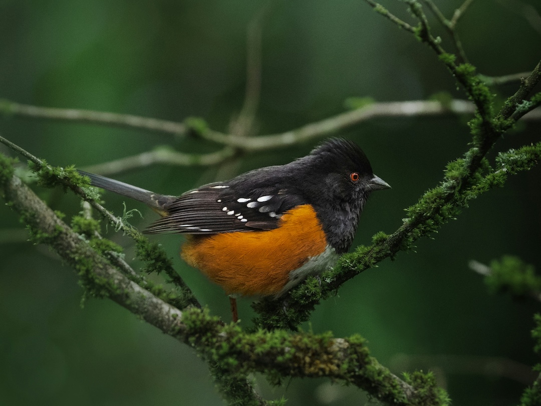 SalishMagazine's tweet photo. Excerpt: At first, I thought it was a gunshot. Then I noticed a spotted towhee lying on the deck just below my large window.
The latest article for our Nature in the City issue takes a look at the growing problem of birds crashing into windows.
https://t.co/XxGJyuadev https://t.co/idRqKtBs21
