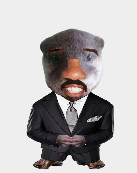 chitan_otter's tweet photo. 🥸 As @iamsteveharvey once said "Don't be a jeet and ape #Chitan" it's true I swear...