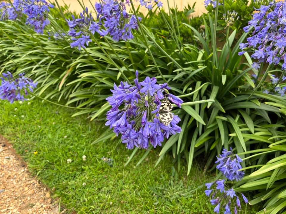 SteflovesPlants's tweet photo. A marble white buttery flying and resting among Agapanthus sp. flowers 💜
20-07-2024 Isle of Wight
@savebutterflies #bigbutterflycount 
#butterfly #insects #entomology #naturephotography #nature https://t.co/yKVvH1q0Zj