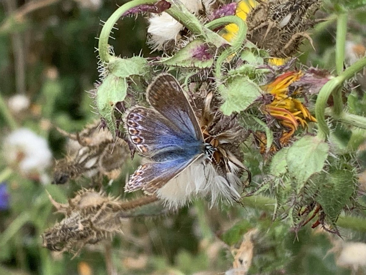 SteflovesPlants's tweet photo. We think it’s a very blue female common blue?
10-08-2024 near Fareham 
@savebutterflies #bigbutterflycount 
#butterfly #insects #entomology #naturephotography #nature https://t.co/jBMhal8nv6
