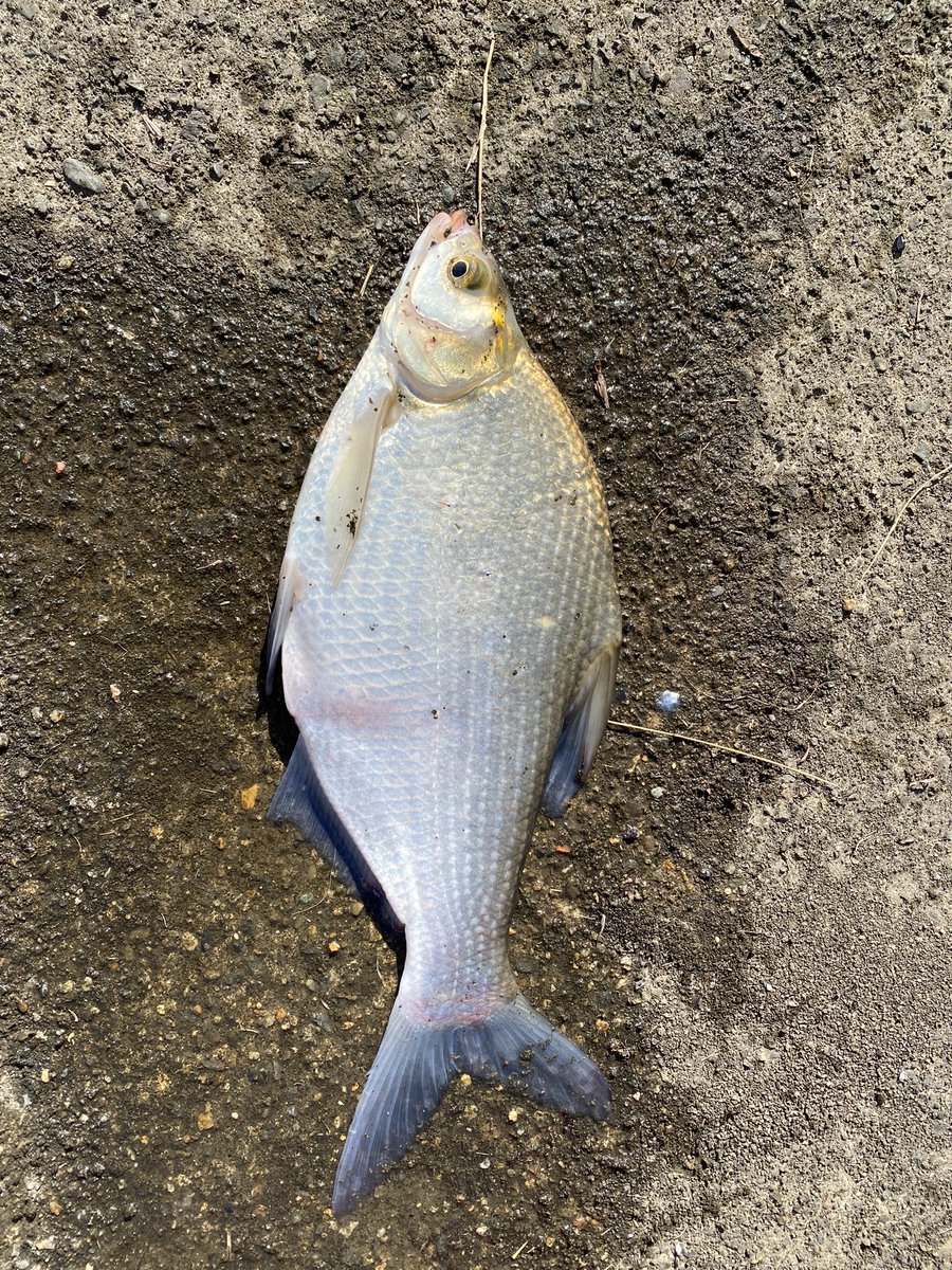 霞ヶ浦で釣りに

最近ダントウボウ釣れるのが多い