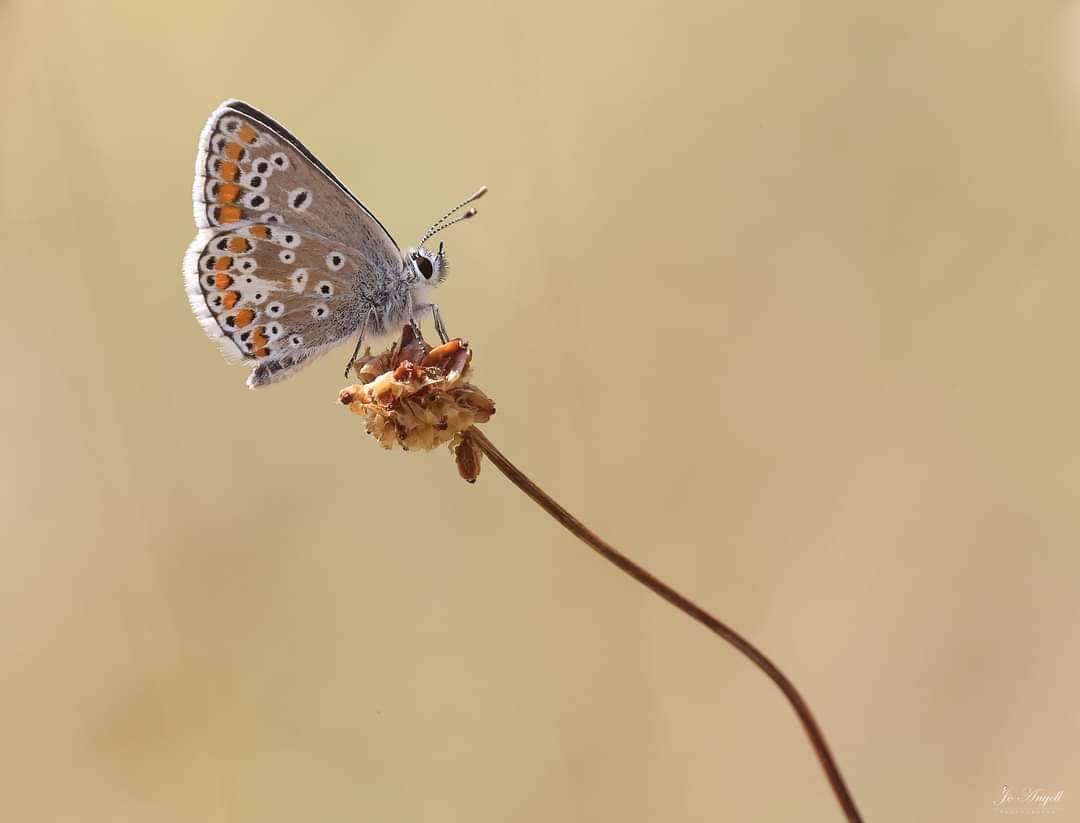 Jo Angell (@joangell5) on Twitter photo Brown Argus
<a href="/CanonUKandIE/">Canon UK and Ireland</a> <a href="/BBCSpringwatch/">BBC Springwatch</a> <a href="/scenesfromMK/">scenesfromMK</a> #buckinghamshire #theparkstrust <a href="/savebutterflies/">Butterfly Conservation π¦</a> Brown Argus
<a href="/CanonUKandIE/">Canon UK and Ireland</a> <a href="/BBCSpringwatch/">BBC Springwatch</a> <a href="/scenesfromMK/">scenesfromMK</a> #buckinghamshire #theparkstrust <a href="/savebutterflies/">Butterfly Conservation π¦</a>