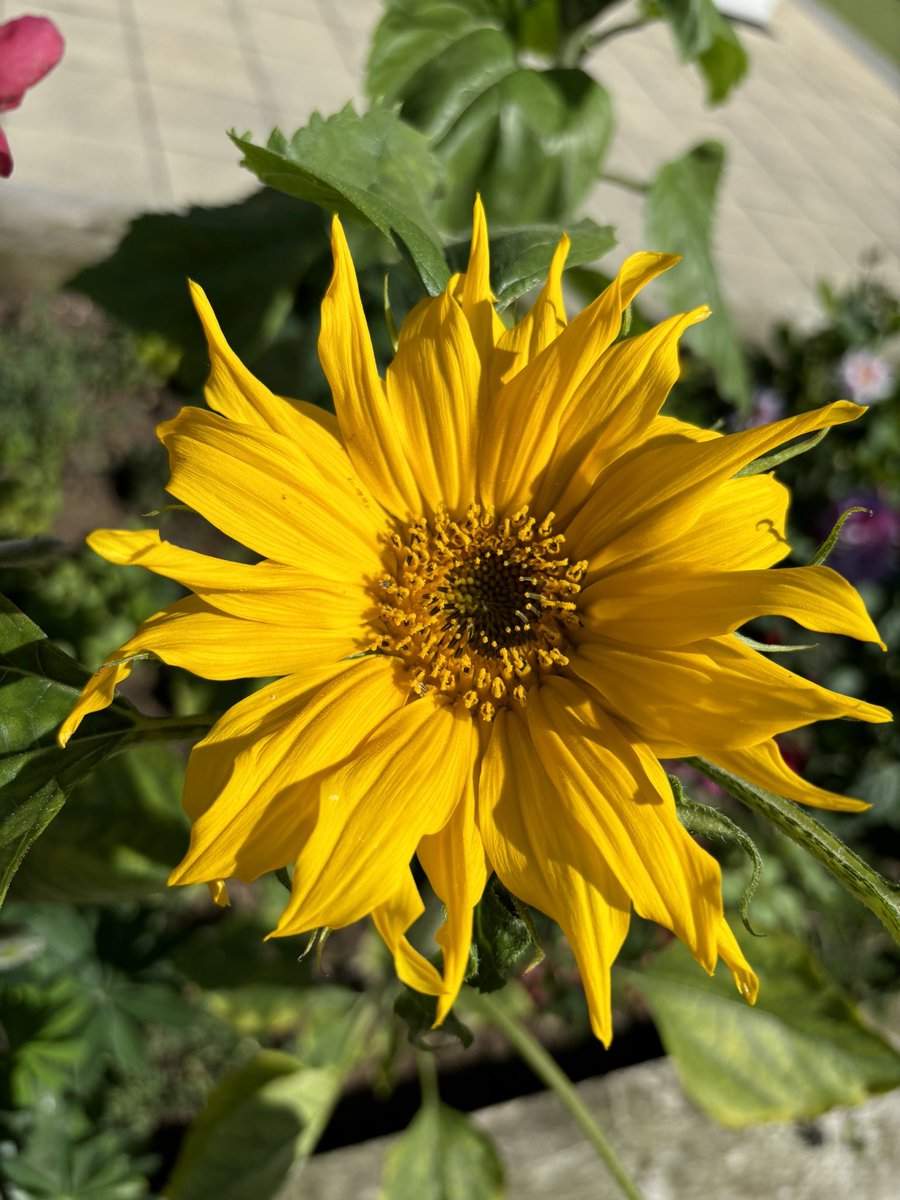 Sarah Land tweet media