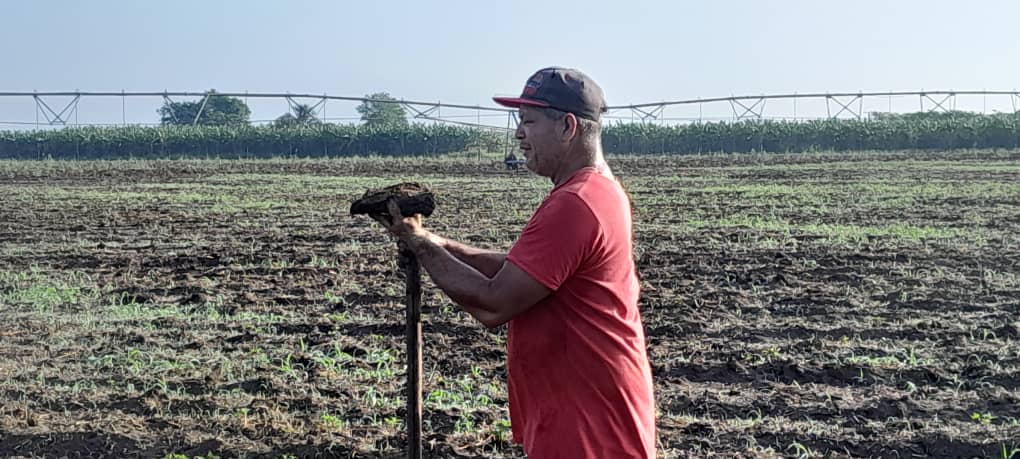 #FidelPorSiempre. Su legado convoca hoy, convoca siempre. Hasta el Polo Productivo Cauto-La Yaya llegamos hoy, contribuyendo al completamiento de la siembra de boniato en la Máquina 6. #PorGranmaLoMejor.<a href="/PartidoPCC/">Partido Comunista de Cuba</a> <a href="/PresidenciaCuba/">Presidencia Cuba 🇨🇺</a> <a href="/AsambleaCuba/">Asamblea Nacional Cuba</a> <a href="/GobiernoCuba/">Gobierno Cuba 🇨🇺</a> <a href="/GobiernoGranma/">GobiernoGranma</a>