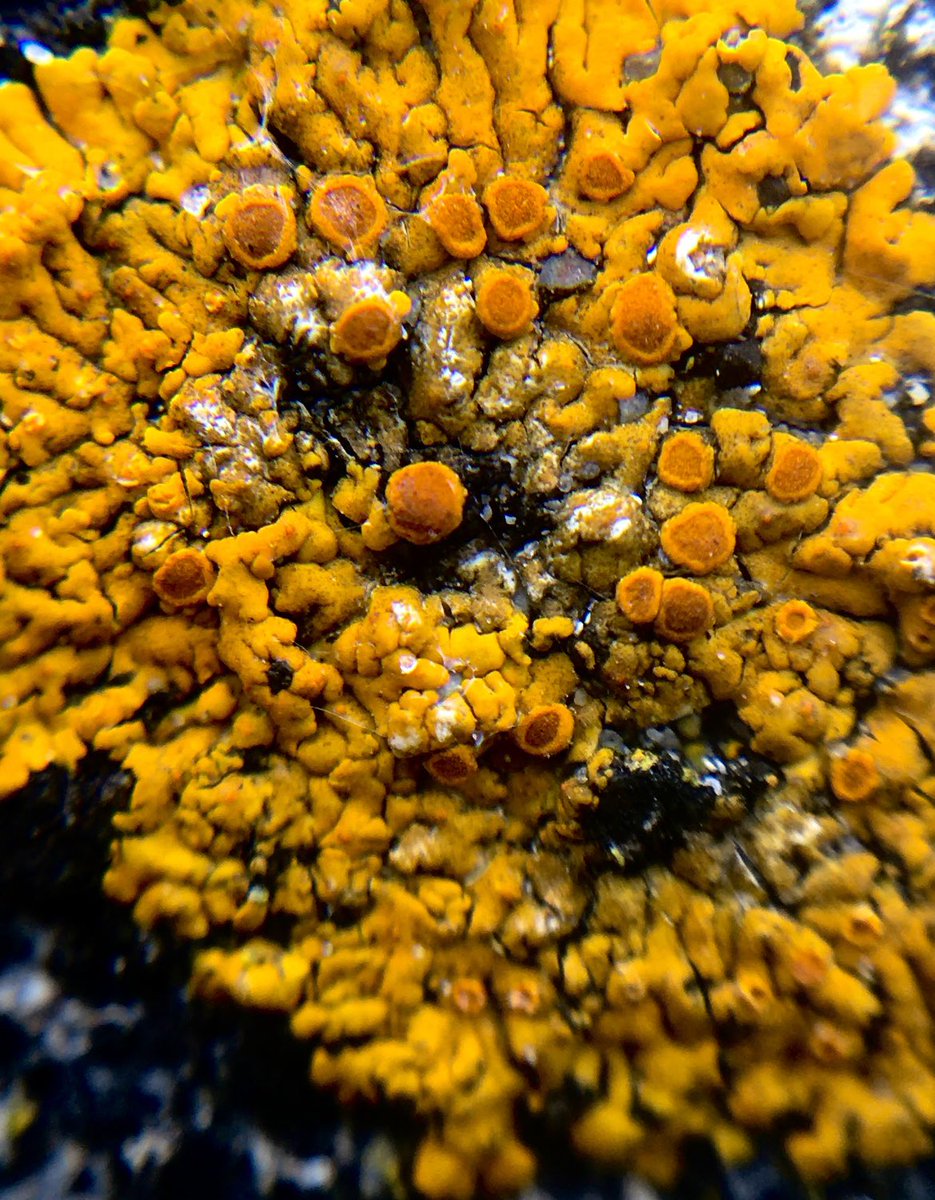 GalwayAquarium's tweet photo. Lichen is actually two types of creature, rolled into one β the algae provides the fungi with food while the fungi offer the algae a cosy living environment.
#GrattanBeach #Xanthoriaparietina https://t.co/tnEQJRjt7d