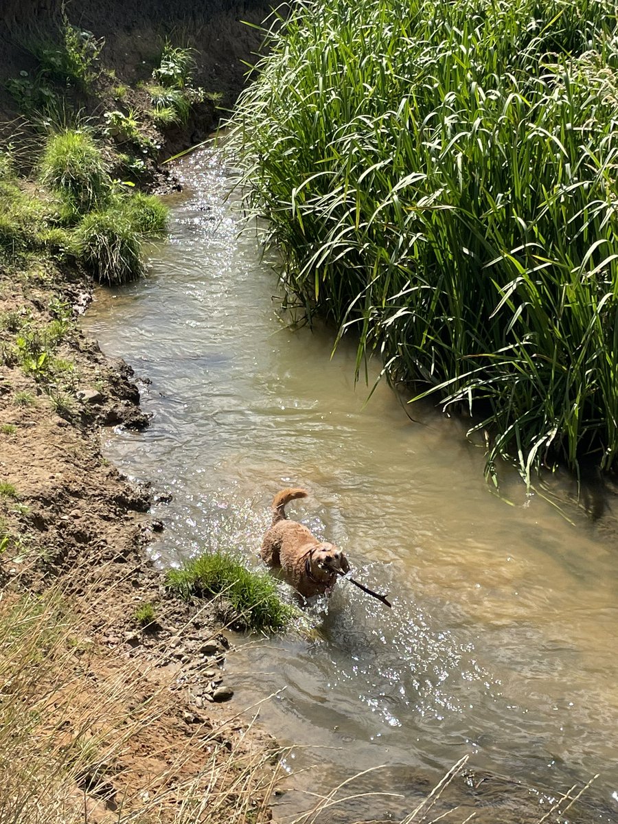 So today….
1- no walkies til past 12 😧&amp; it got hot 🥵 
2- where’s my swims pool gones to? 
3- hoomum frows stick cos she forgets ball 😫
#sundayvibes