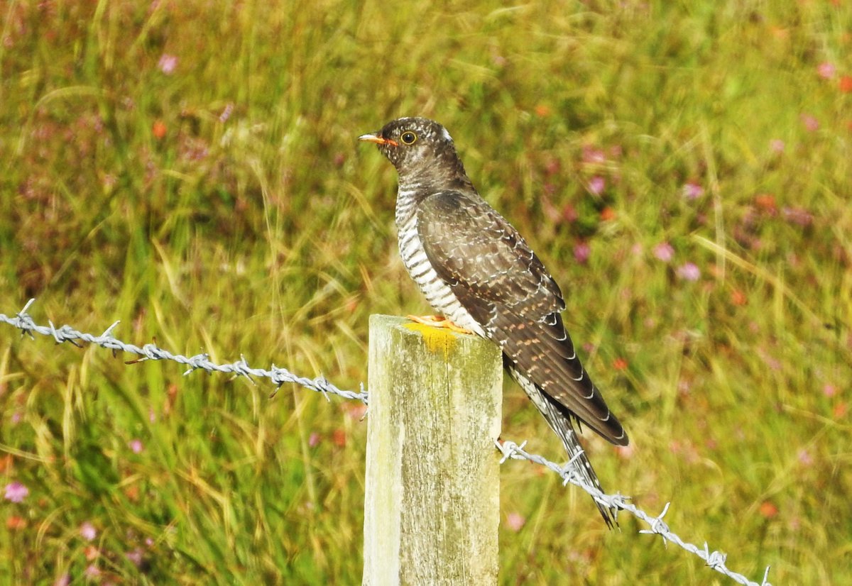 Juvenile Cuckoo beside the road to Vatersay today, feasting on caterpillars like they're going out of fashion.