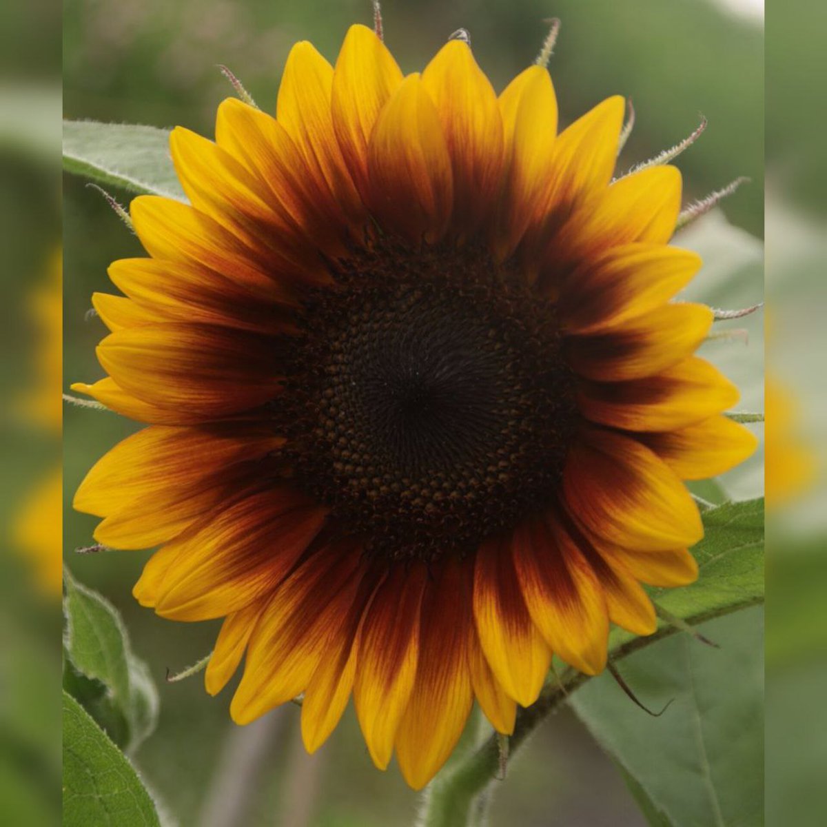 Sunlitkh's tweet image. #НоваяАватарка