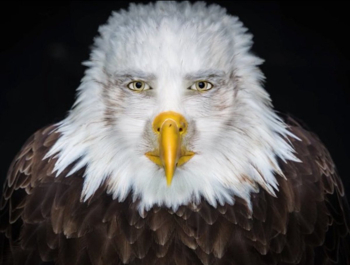 watibicapi's tweet image. 