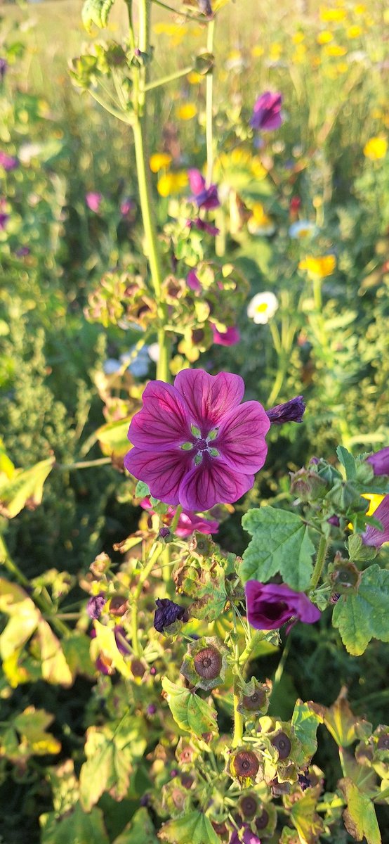 Tepper106Ingrid's tweet photo. De akkerranden staan er prachtig bij. Fantastisch om zoveel verschillende insecten daar te zien. De bijen in de kasten kunnen in iedergeval een mooie voorraad aanleggen voor de winter
#natuurinclusievelandbouw https://t.co/6PbPgrfy8r