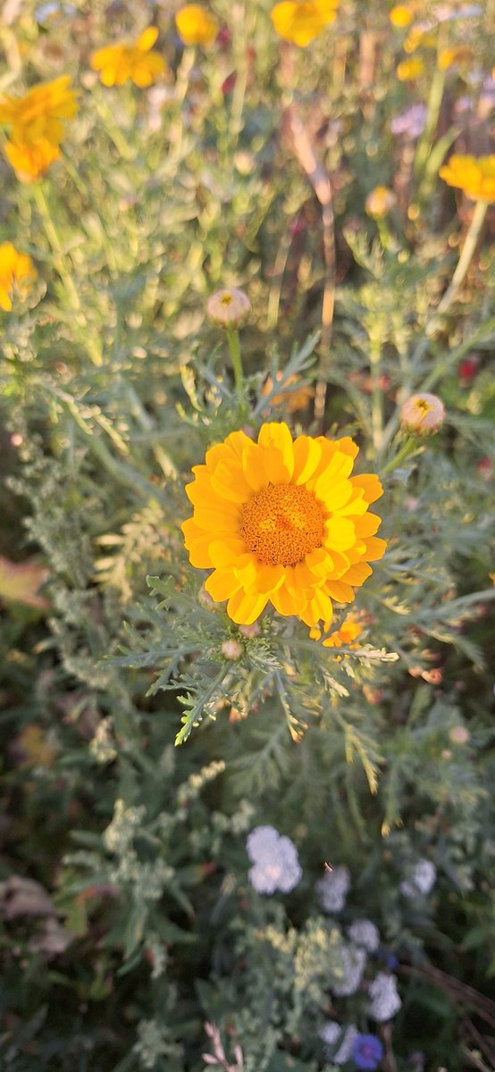Tepper106Ingrid's tweet photo. De akkerranden staan er prachtig bij. Fantastisch om zoveel verschillende insecten daar te zien. De bijen in de kasten kunnen in iedergeval een mooie voorraad aanleggen voor de winter
#natuurinclusievelandbouw https://t.co/6PbPgrfy8r