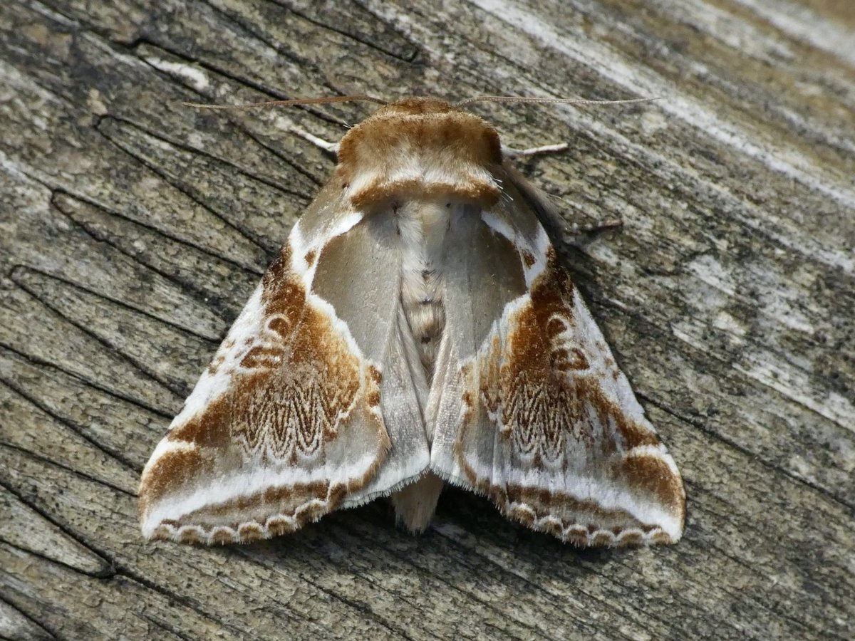 Gary’63 (@garywvc76) on Twitter photo Orange Swift, Grey Dagger, Common White Wave and another Buff Arches from last nights trap. <a href="/TamVC77/">Tam_VC77</a> <a href="/BCeastscotland/">BC East Scotland</a> <a href="/GardenMoths/">Garden Moth Scheme</a> Orange Swift, Grey Dagger, Common White Wave and another Buff Arches from last nights trap. <a href="/TamVC77/">Tam_VC77</a> <a href="/BCeastscotland/">BC East Scotland</a> <a href="/GardenMoths/">Garden Moth Scheme</a>