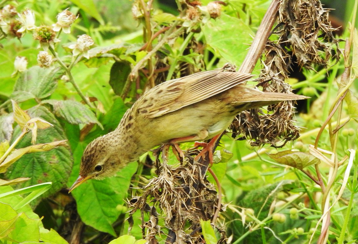 Our bird of the day was this unusually showy Grasshopper Warbler behind our house. Also today, an obvious influx of Pied/White Wagtails and at least 7 migrant Kestrels around the island  (they don't breed on Barra).