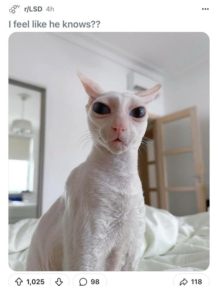 Cat Dealer tweet media