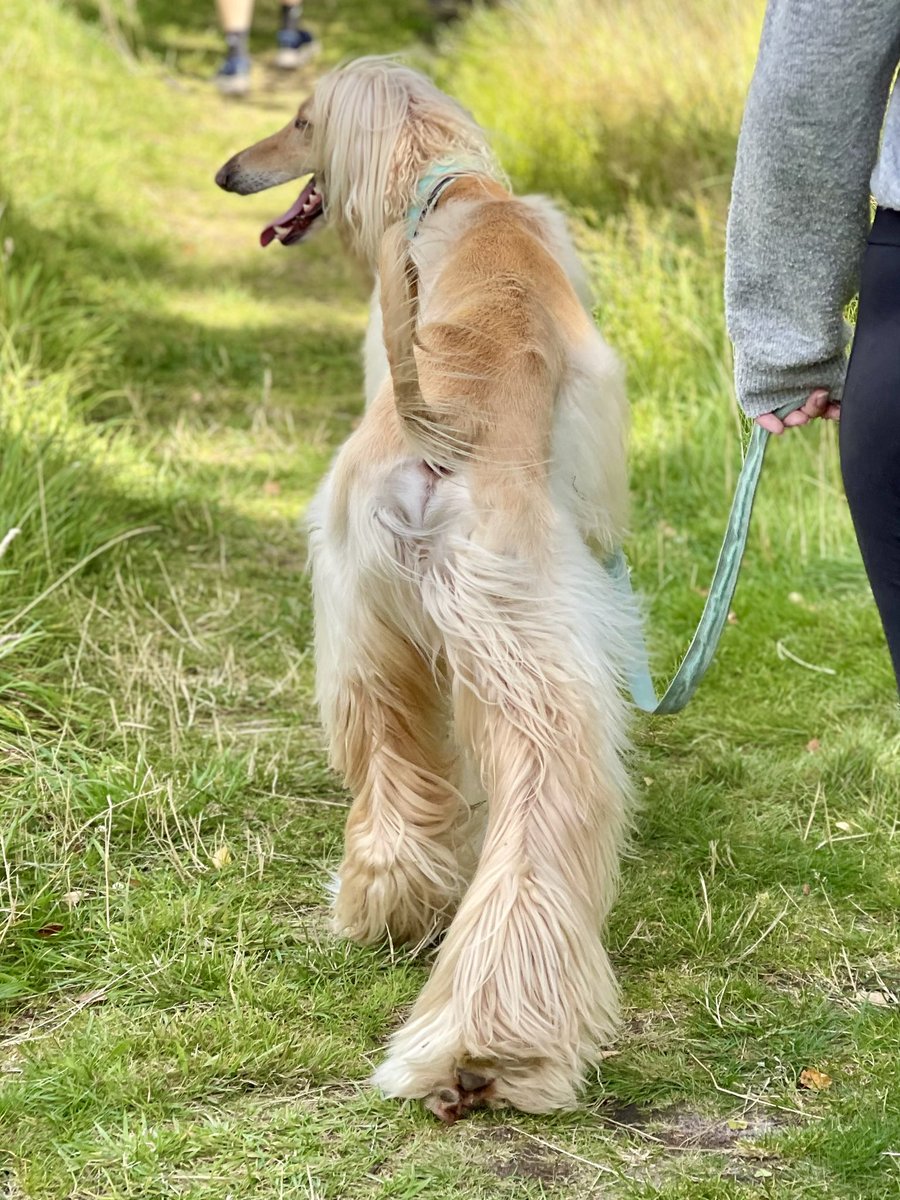 Legolas the Afghan Hound tweet media