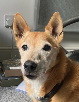millypod1's tweet photo. π10 AUG 2024 #Lost NELSON #ScanMe #Tagged
ELDERLY Light Brown/Fox Jack Russell Cross Male
Escaped from Car while Parked in
Banbury Cross Retail Park,
Car Park #Banbury #Oxfordshire #OX16
https://t.co/yj5gu5jey4 https://t.co/5HFDbj5DbK