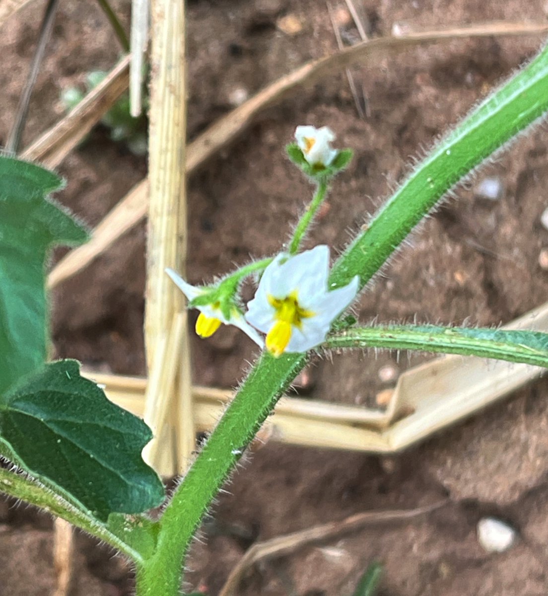 Roger Horton tweet media