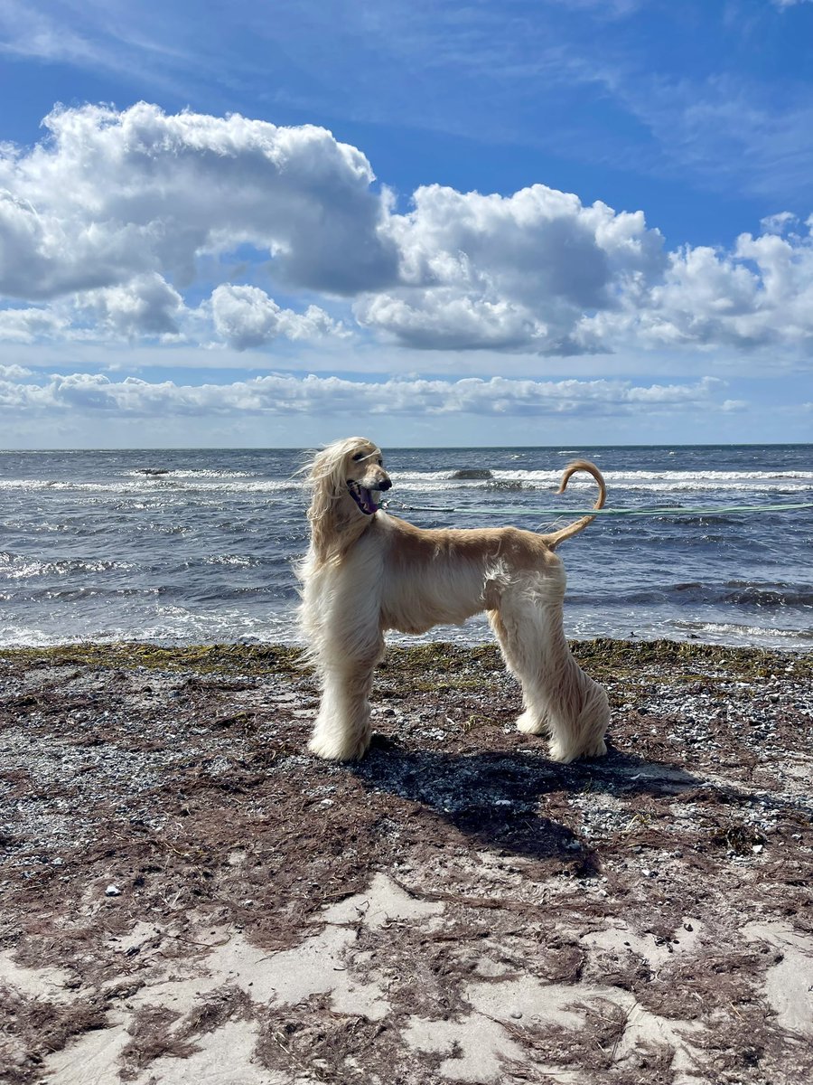 Legolas the Afghan Hound tweet media