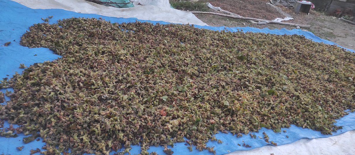 Eğer ki fındık tarlan varsa 
Öğretmen, memur, müdür,işçi ne olursan ol 
Bunu toplayıp harmana getiriyorsun 
Amk dünyanın en lanet işlerinden biri.