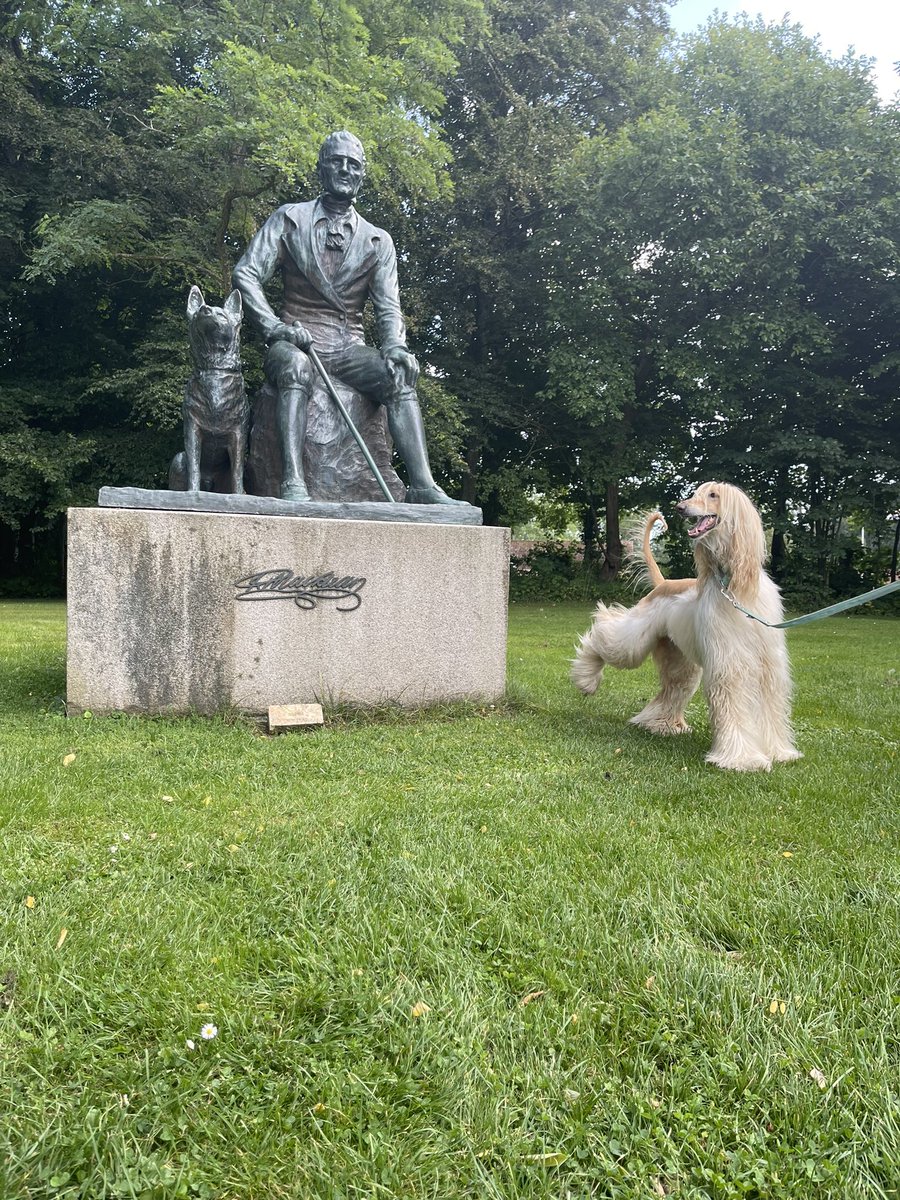 Legolas the Afghan Hound tweet media