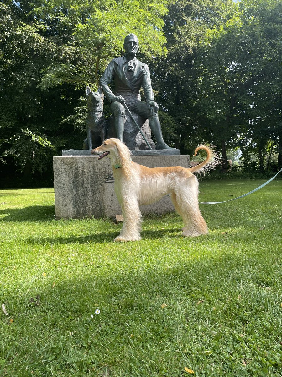 Legolas the Afghan Hound tweet media