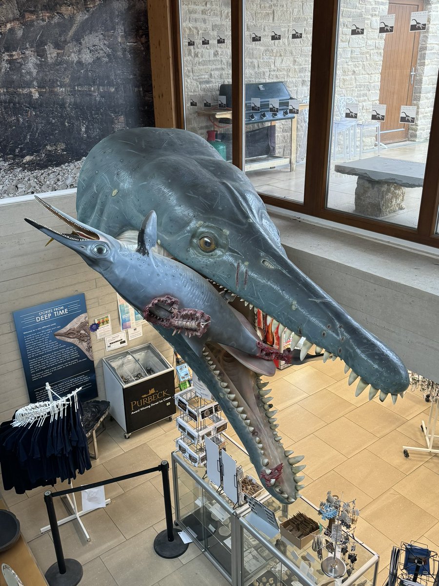 Dino_Dobrowski's tweet image. I finally got to visit @TEC_Kimmeridge for the first time!

Can say I’m very chuffed to finally met the behemoth of a #pliosaur that was featured in the recent ‘Attenborough and the Giant Sea Monsters’.

#Kimmeridge #MarineReptile #Jurassic