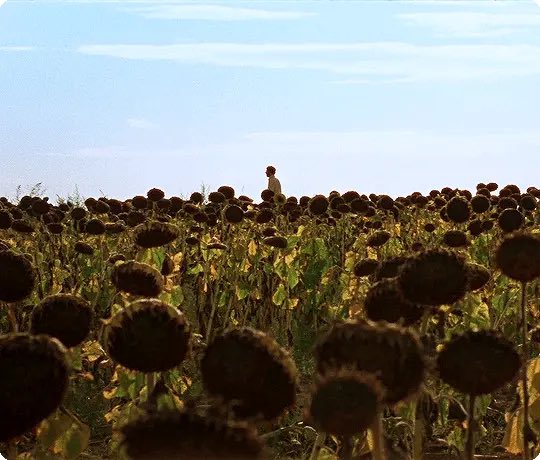 filmlver's tweet photo. i still think about this movie every day https://t.co/NYxpdwG7no