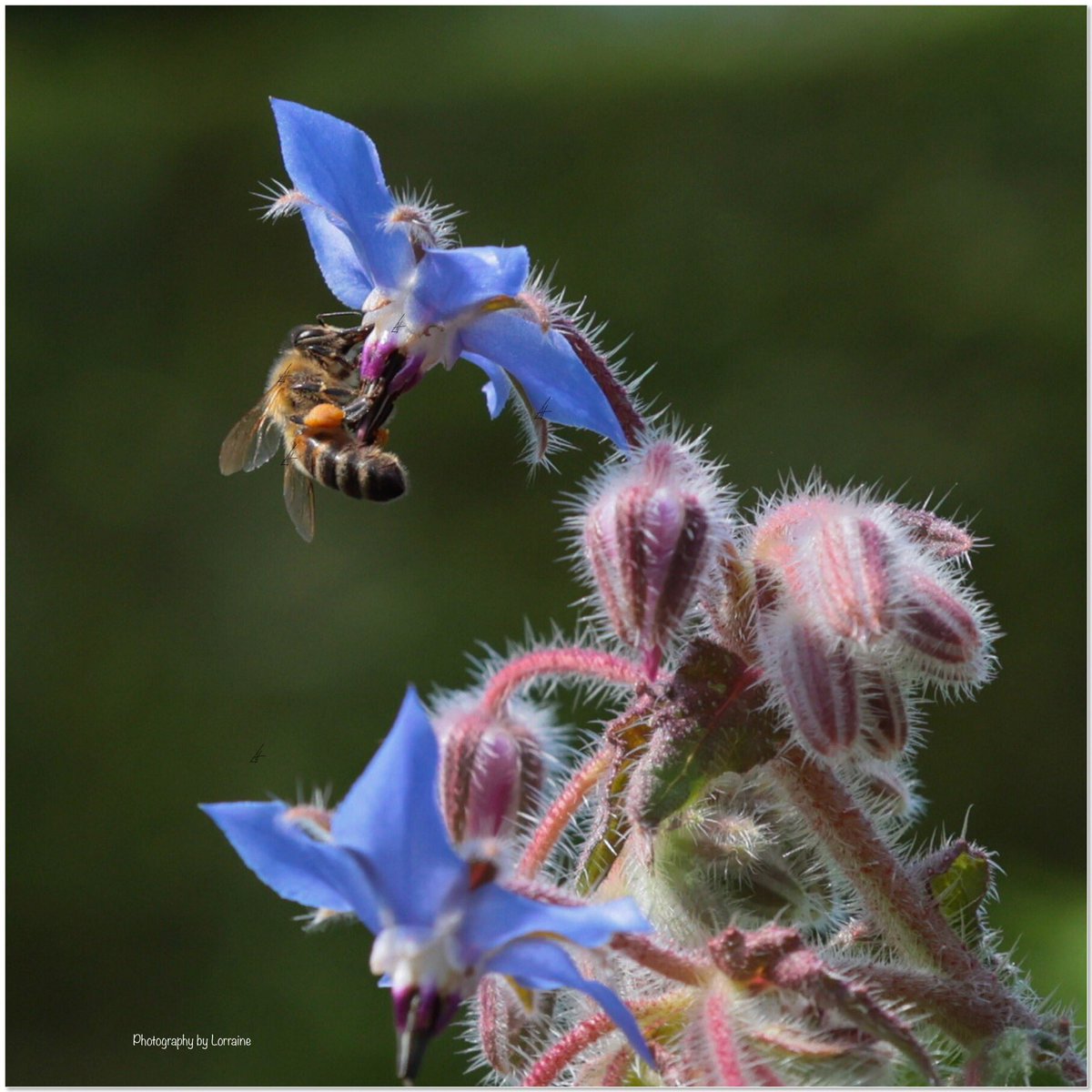 My favourite shot from my garden today 💙🐝
#bees #SaveTheBees #NaturePhotograhpy #mygarden #ThePhotoHour