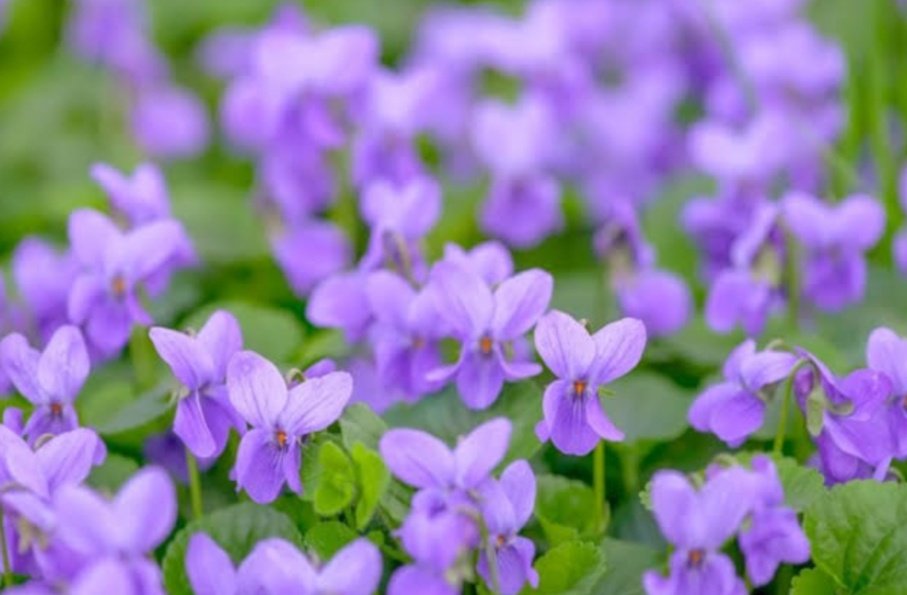VRay_Poet's tweet photo. My favorite flowers are sweet violets or viola odorata if anyone even cares... https://t.co/UCyhA3uDtD
