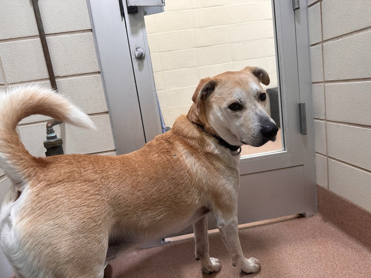 The best thing I’m doing right now is volunteering at <a href="/MarinHumane/">Marin Humane</a>. I get to give the shelter dogs treats and hang out with them. There is nothing better. Here are some photos of my time with sweethearts: Luna, Mindy, and Banjo. #adoptdontshop #doglove