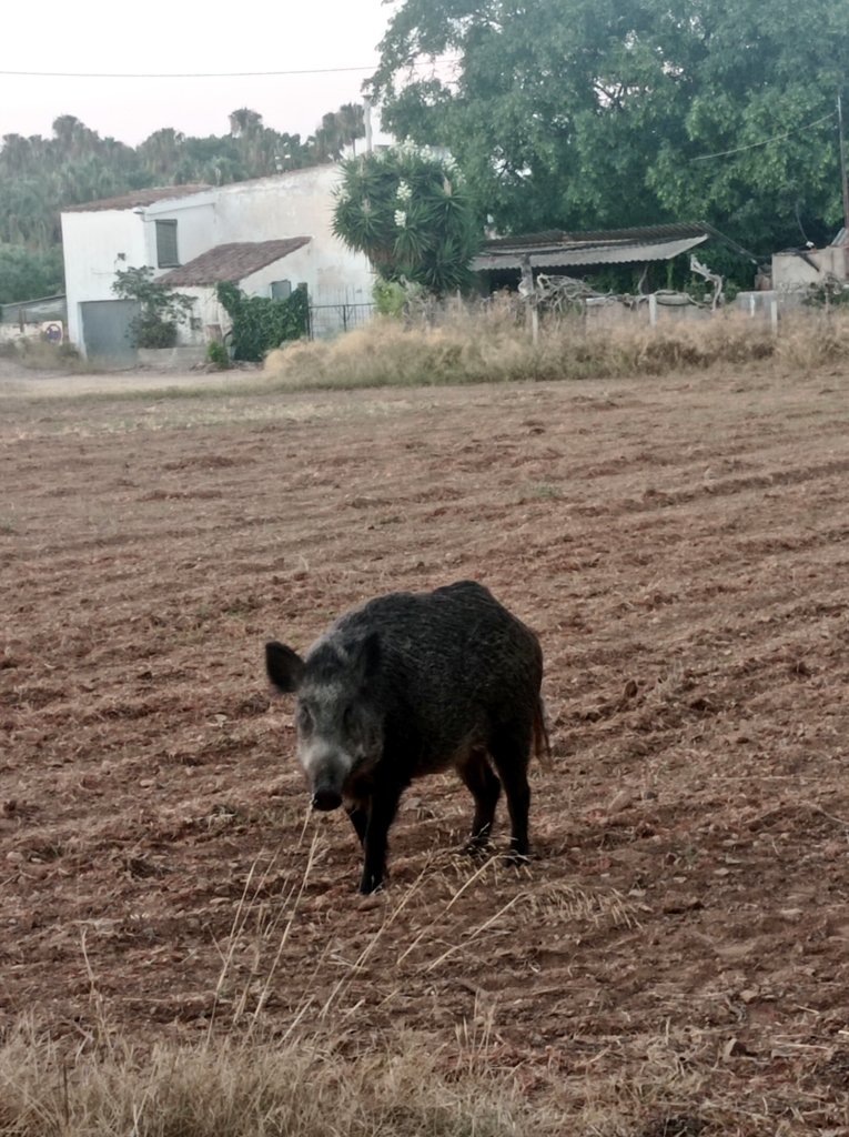 Pineda Vaquer tweet media