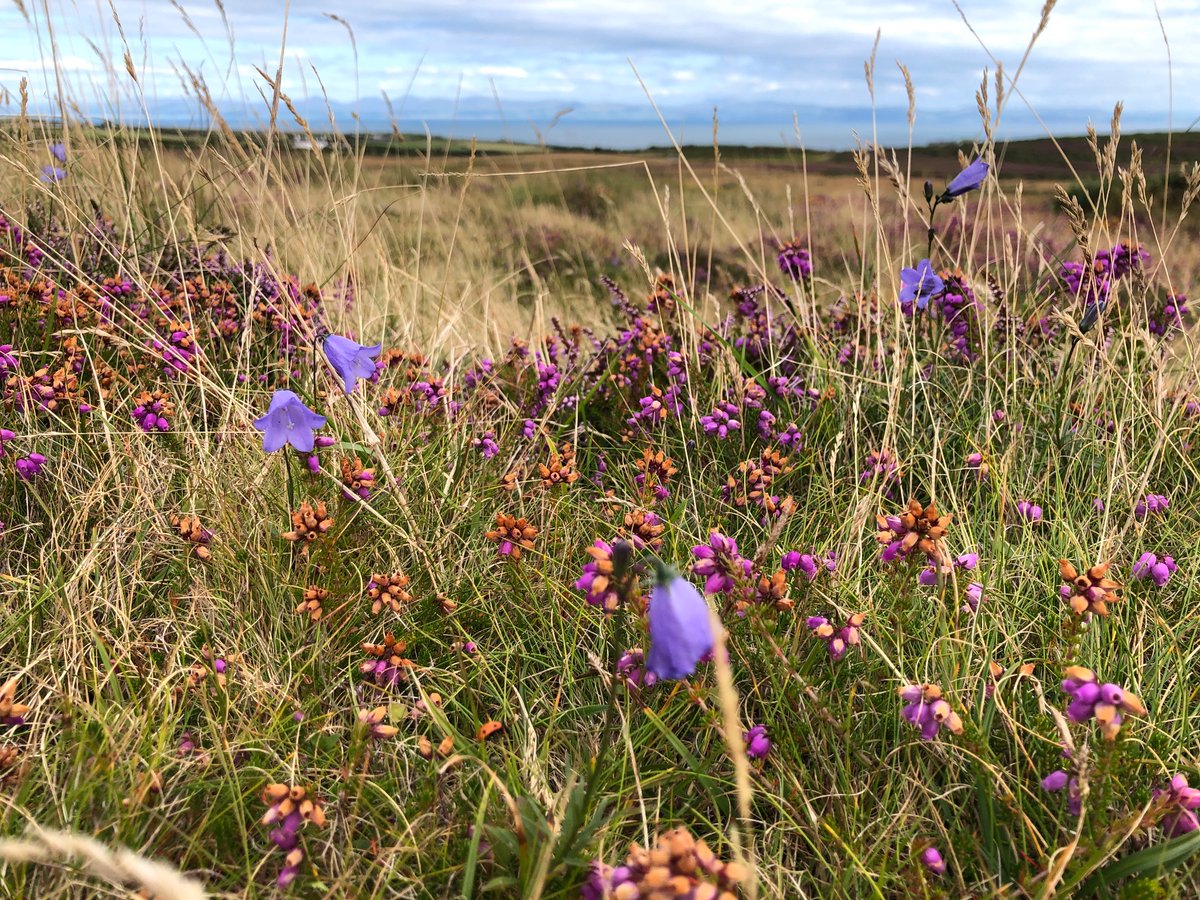 A hat-trick of heathers, plus western gorse, marsh St John’s wort and harebells - Mynydd Cilan, Llŷn #wildflowerhour