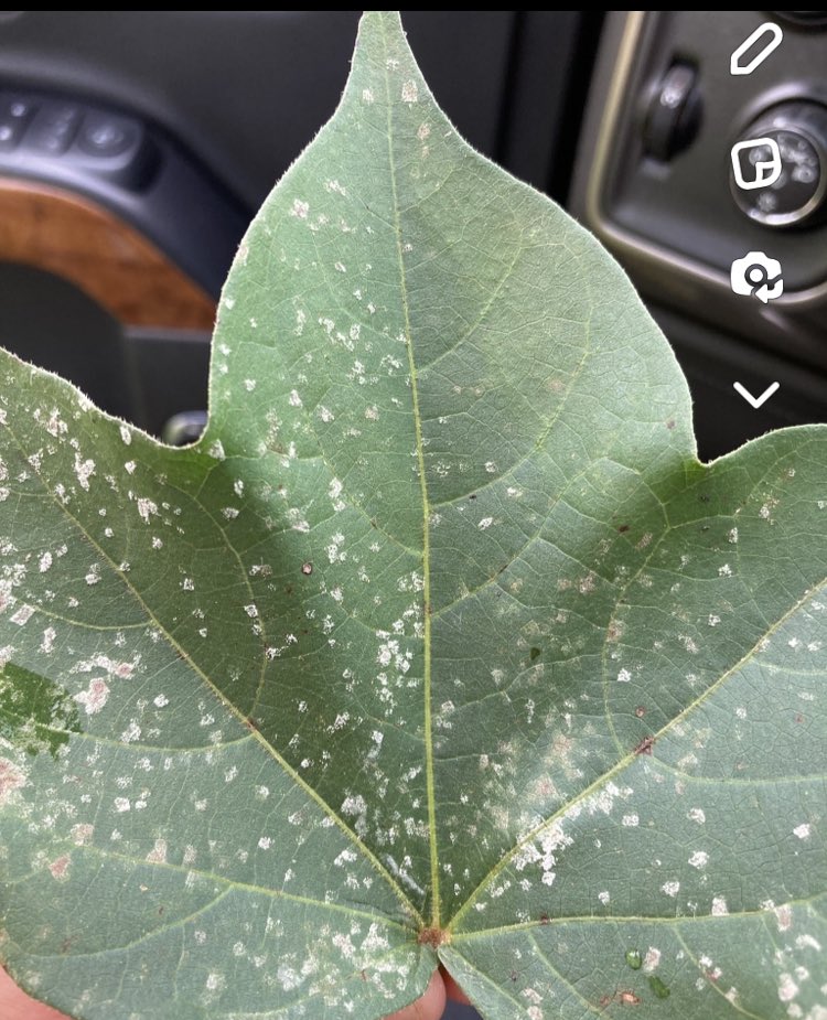 Edward Beasley, Ph.D. (@thebuffsciguy) on Twitter photo Target spot building in South Georgia. Given current weather conditions, this disease has the potential to severely defoliate a crop. Be vigilant with a fungicide which can help provide protection to areolate mildew as well. #cotton #teamagronomy #plantpathology <a href="/bobkemerait/">Bob Kemerait</a> Target spot building in South Georgia. Given current weather conditions, this disease has the potential to severely defoliate a crop. Be vigilant with a fungicide which can help provide protection to areolate mildew as well. #cotton #teamagronomy #plantpathology <a href="/bobkemerait/">Bob Kemerait</a>