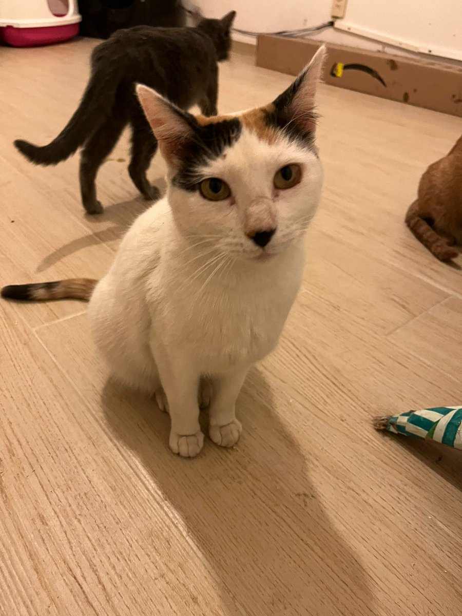 MorganaleFay_'s tweet photo. Tenemos muchos michis en adopción responsable y necesitamos encontrarles casa. Estamos x atrapar 2 familias michis y no tenemos espacio, abro hilo:

Hembra 3 años protocolo de salud completo https://t.co/eQn1vRZNb6