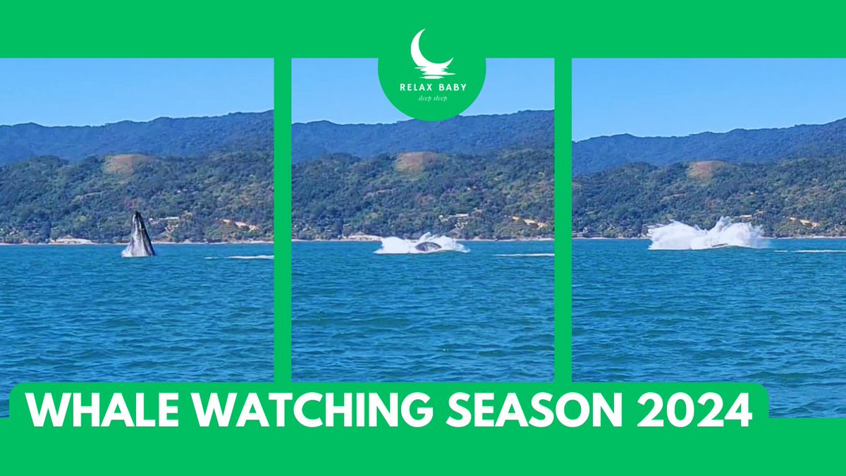 RelaxBabyDEEPS1's tweet photo. Whale Watching Adventure: Spectacular Humpback Whale Breaching https://t.co/lc8XLRXG7c via @YouTube https://t.co/dkbuQe8I8e