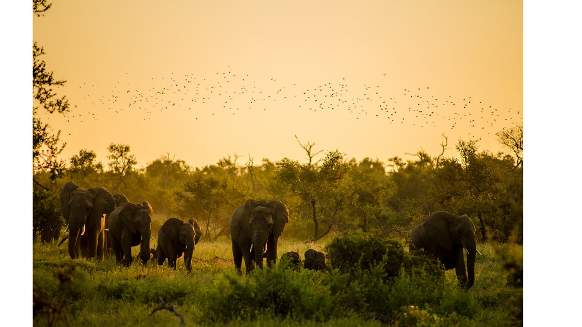 #WorldElephantDay acts as a reminder of the challenges elephants face. Over 600 elephants are currently living in captivity across Europe and here at Pangea we are committed to working with zoos, circuses and governments to offer a home to those most in need.