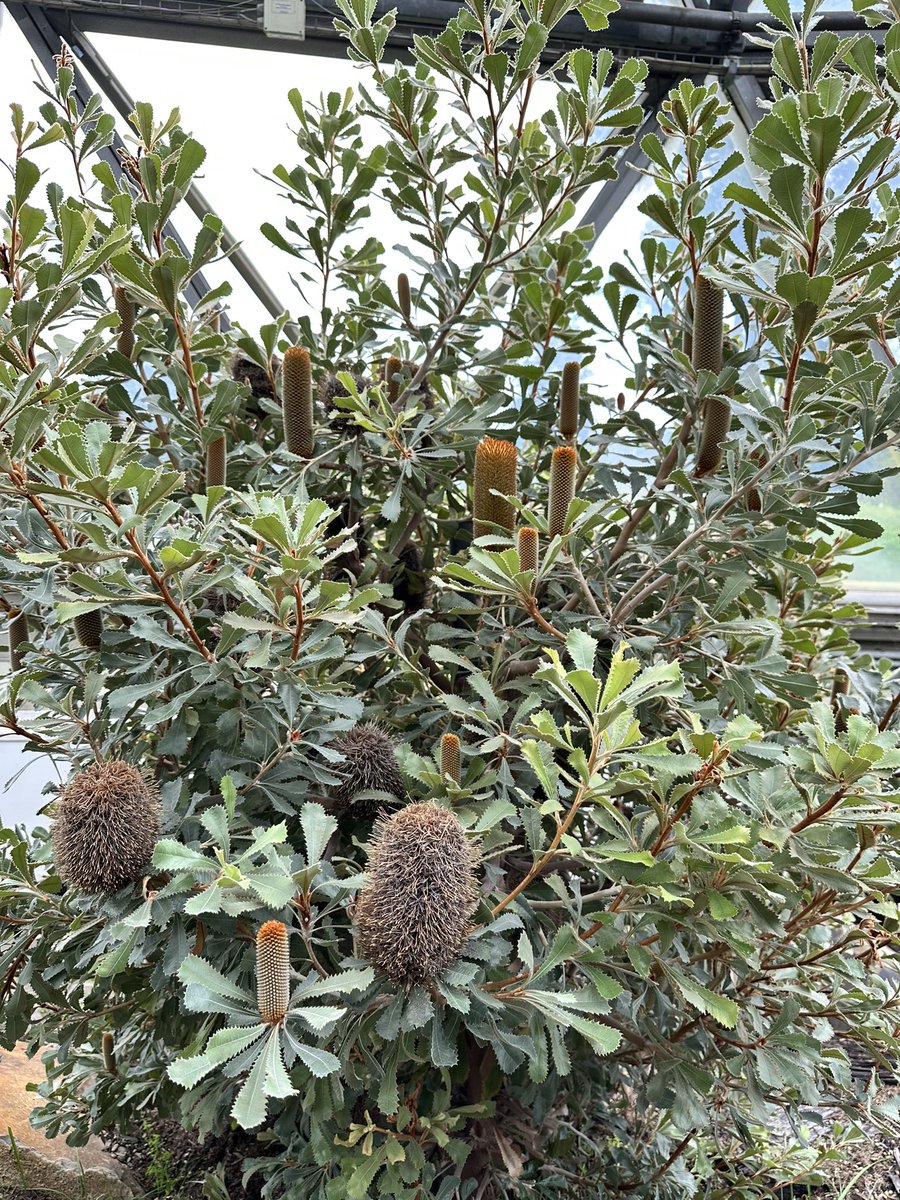 MaxLin0218's tweet image. 國外的植物園好漂亮🥹