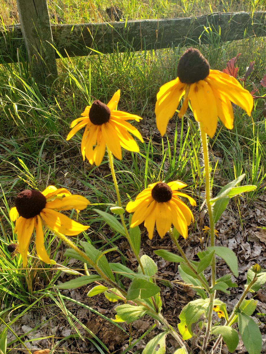anonymouscaper's tweet photo. β leo Sunday β π¦ #yelleo #yellowsunday #lookatthestars #sunnyleo #mellowyellow ππ»πΎππ»πΎπππ»πΎπππ»πΎπππ¦ rawr https://t.co/Ca6rpaCJaN