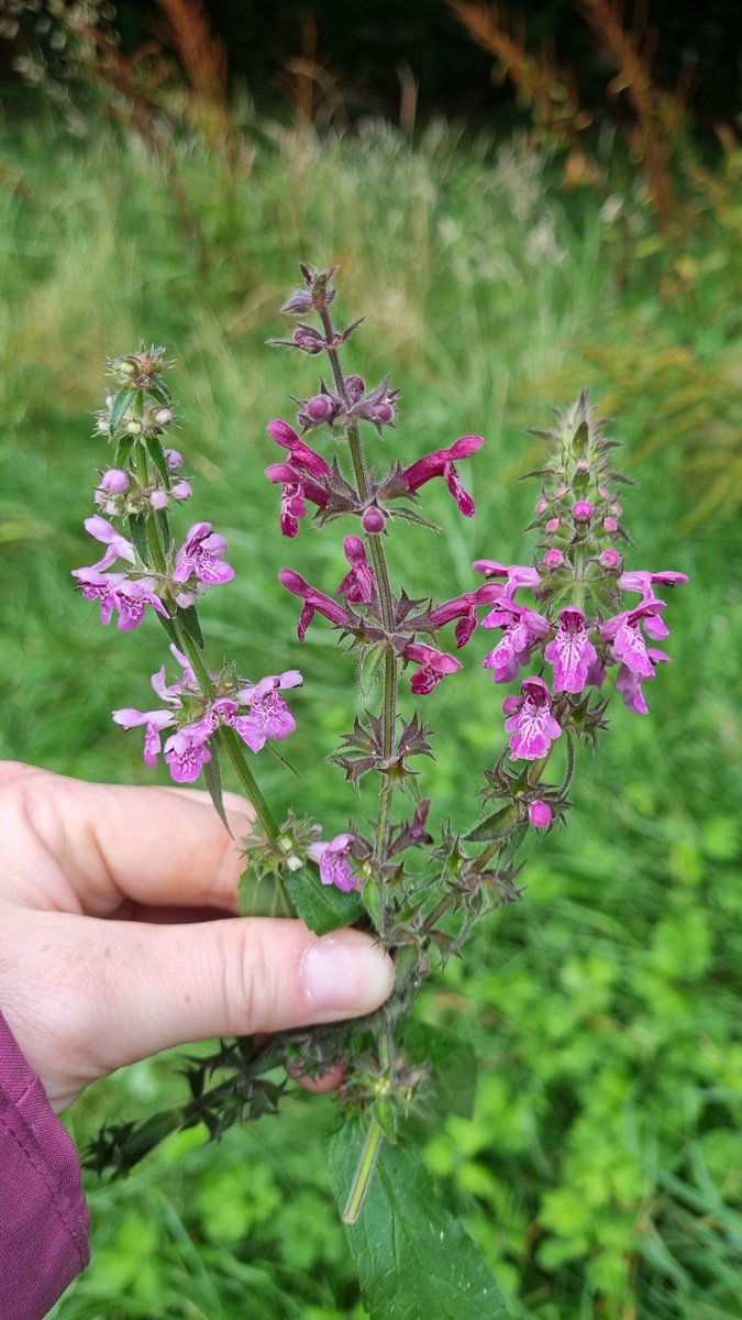 L-R Stachys palustris, S. sylvatica and the hybrid S x ambigua all growing within 2m of each other in a patch of wet grassland in Killorglin. Always nice to see and a new hectad for the hybrid. #wildflowerhour <a href="/BSBIbotany/">BSBI: Botanical Society of Britain & Ireland</a> <a href="/BSBI_Ireland/">BSBI Ireland</a>  <a href="/wildflower_hour/">wildflowerhour</a>