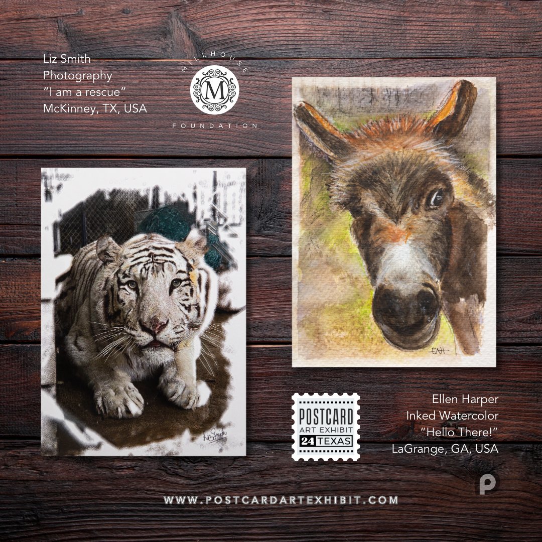 PAEartforacause's tweet photo. These lovely art cards arrived in support of @millhousemck - This year we are about artists supporting artists in #postcardartexhibit24! Thank you, Liz Smith &amp; Ellen Harper (not on X) - Follow @millhousemck #postcardartexhibit #artistssupportingartists #artforacause https://t.co/nCsaQzjszk