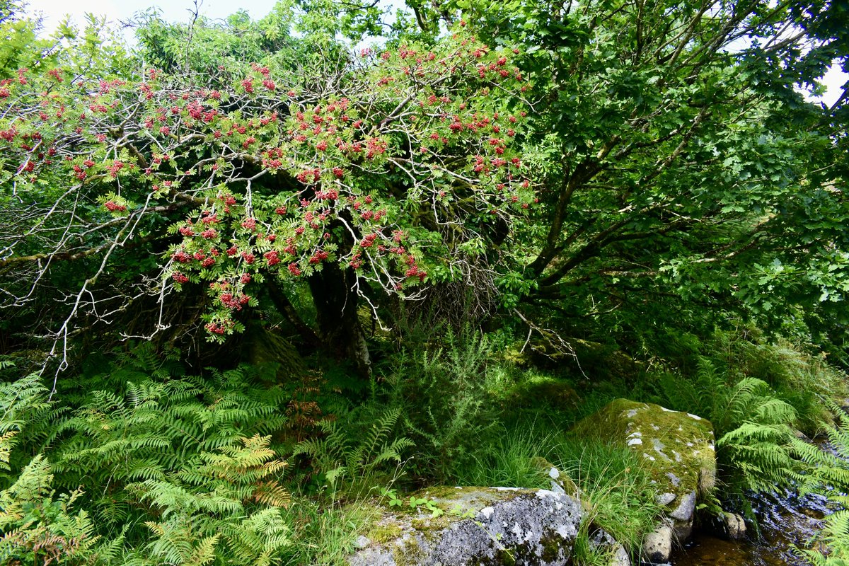 RachelBurch2's tweet photo. Pictures taken near Burrator this week, #Dartmoor, #Devon #photography https://t.co/RIvg1DqCEE