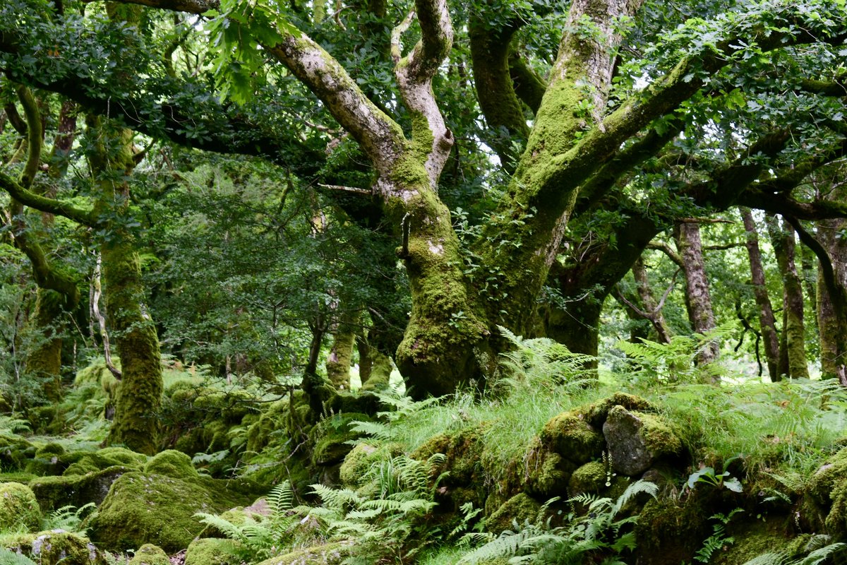 RachelBurch2's tweet photo. Pictures taken near Burrator this week, #Dartmoor, #Devon #photography https://t.co/RIvg1DqCEE