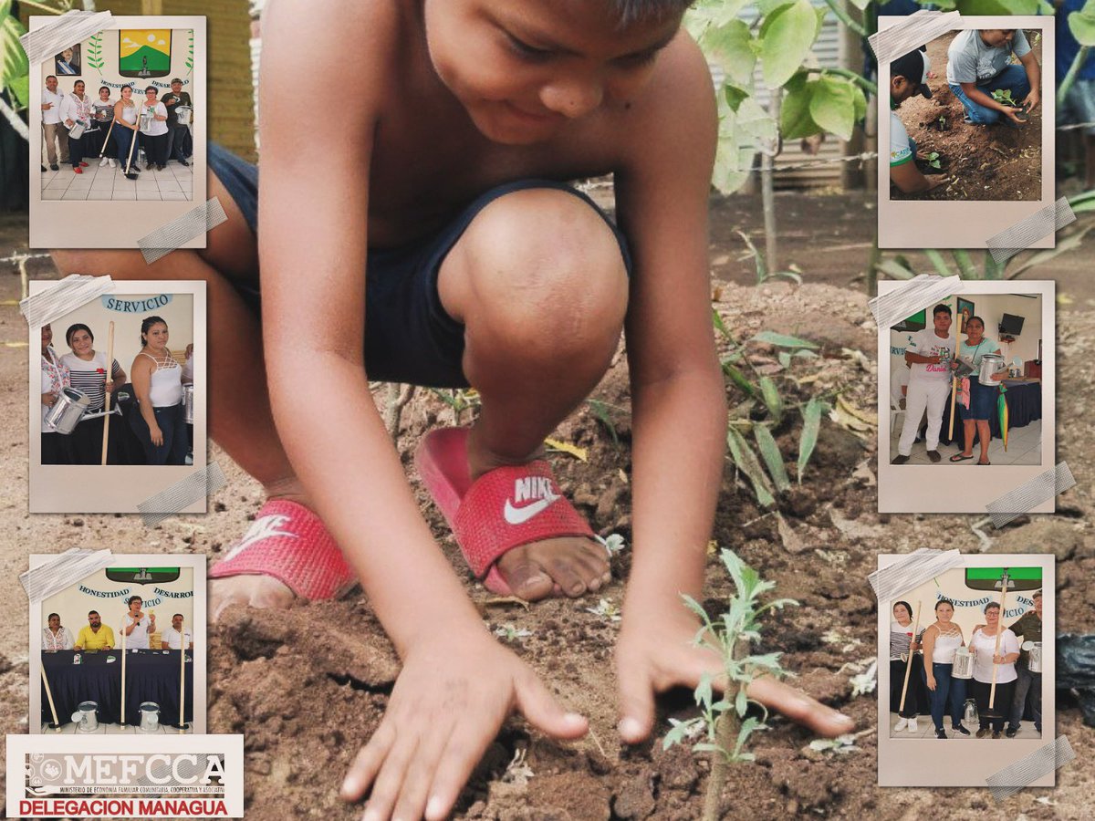 #4519LaPatriaLaRevolución #4519SiempreMásAllá esta semana desde el  #MEFCCA Managua #PatioSaludable 131 familias de Ciudad Sandino y Mateare, recibieron herramientas y semillas para la producción saludable en sus patios fortaleciendo la seguridad alimentaria y economía familiar