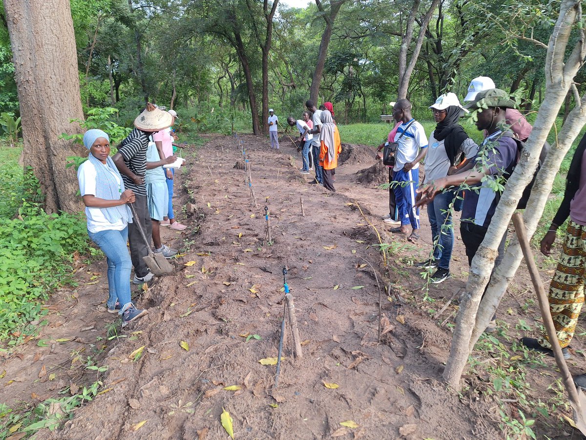 diegane_diouf's tweet photo. J2- voyage d'études étudiants #MasterASAD @univsinesaloum à la ferme @EcoFromAfrica. Initiation à des pratiques #agroforestières d'associations culturales et #compostage. Merci au #CEAAGRISAN @UCAD_Senegal @AFD_France @Diakhate_12 @InstitutAgroMtp @AgenceRecherche https://t.co/AqAYzkXrF3