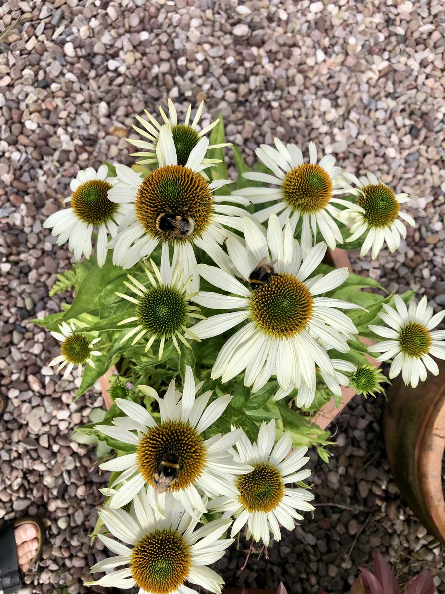 Karen McCormack tweet media