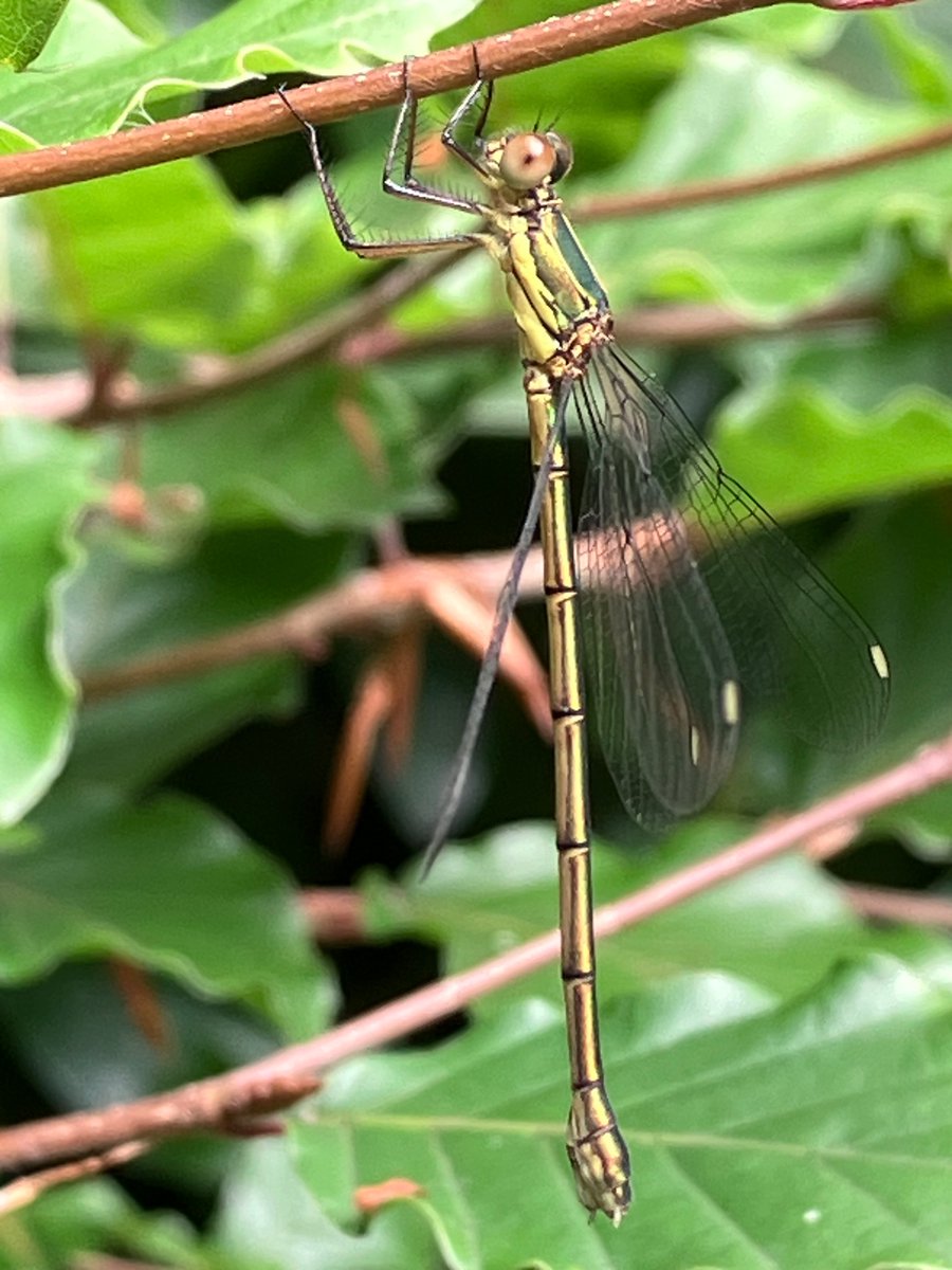 RSUTTON1975's tweet photo. It’s not often that a visit to the in-laws results in an Odonata tick, Willow Emerald Damselfly from North Staffordshire yesterday 😃 https://t.co/qDCNgdujS3