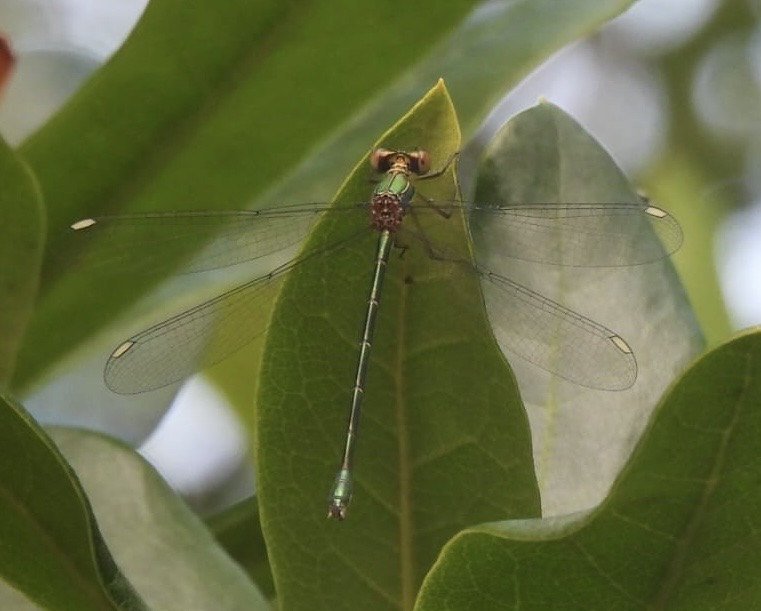 RSUTTON1975's tweet photo. It’s not often that a visit to the in-laws results in an Odonata tick, Willow Emerald Damselfly from North Staffordshire yesterday 😃 https://t.co/qDCNgdujS3