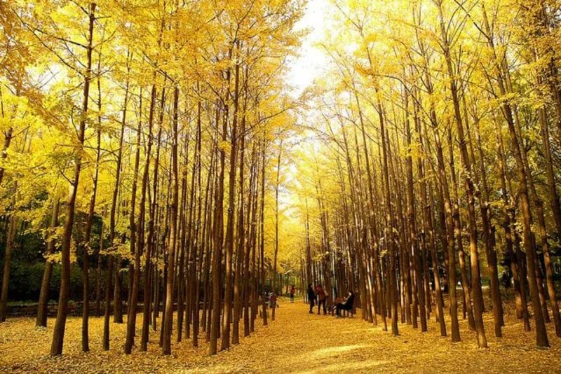 DalgiMoon's tweet photo. 1. My Ultimate Bias: Wonho
2. Course Title: Wonho's Welcome Home Hop
3. Region: Seoul
4. Itinerary: Cheongsudang Bakery, Seoul Forest Park, Han River Picnic, Daehan Hanbok

#FeeltheBeatofKorea #Stan_Korea https://t.co/q1mJUJ4sdP