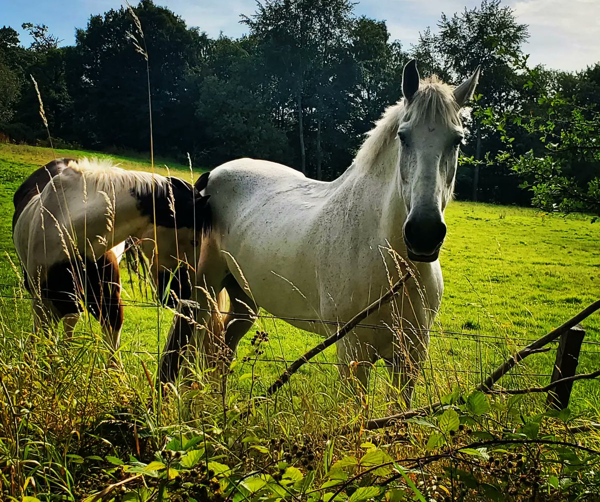 blonde_on_bikes's tweet image. Roslin / Rosewell 9 mile circular walk  #midlothian #walkingroutes #RoslinGlen